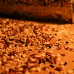 Семето кое ќе направи чудо од вашето тело: За 10 дена ќе ослабете и ќе го изгубите целулитот