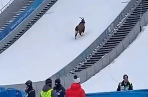 Имаме нов олимпиец во Милано, дајте му скии