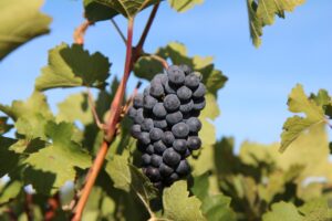 МЗШВ: Исплатени се 481.127.667 денари кон 12.458 лозари