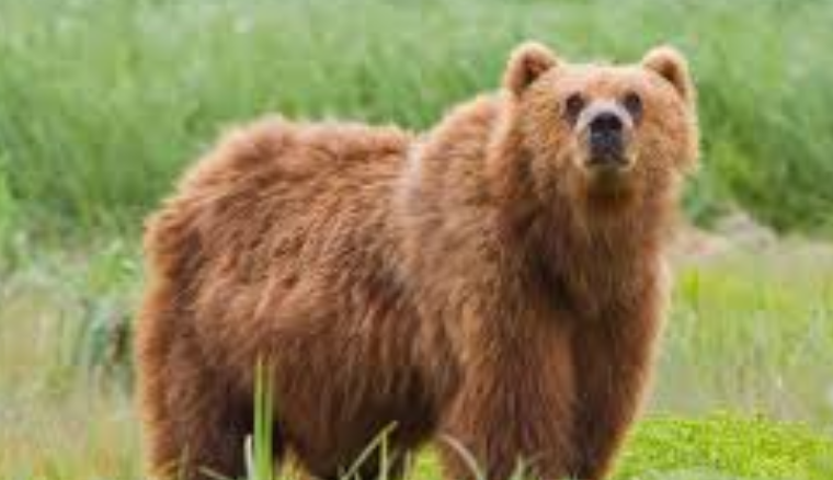 Го нападнала мечка – заради стравот ќе добие 300.000 денари