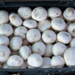 Постот ги испразни гајбите со шампињони, пазарџиите не стигнуваат да дополнат