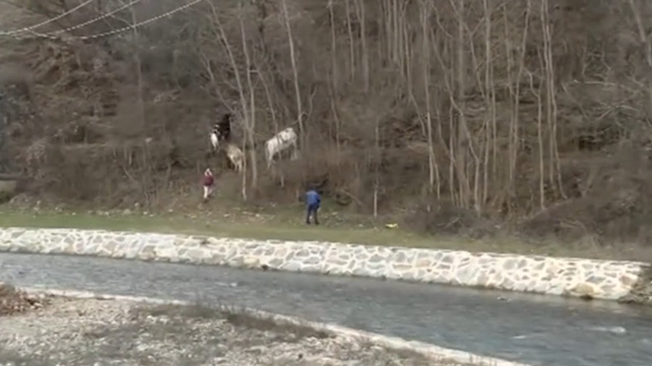 Кравите во Крива Паланка слободно шетаат низ градот- мештаните на протести – реагира и градоначалникот