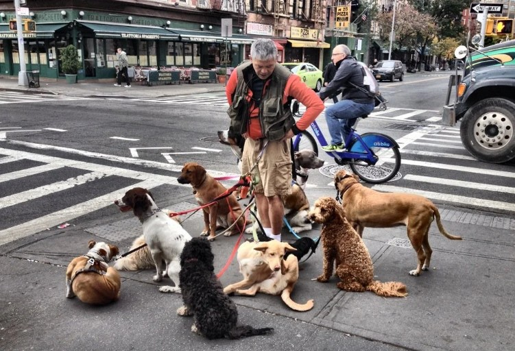 Њујорчани ќе збеснат ако лаеш против кучињата