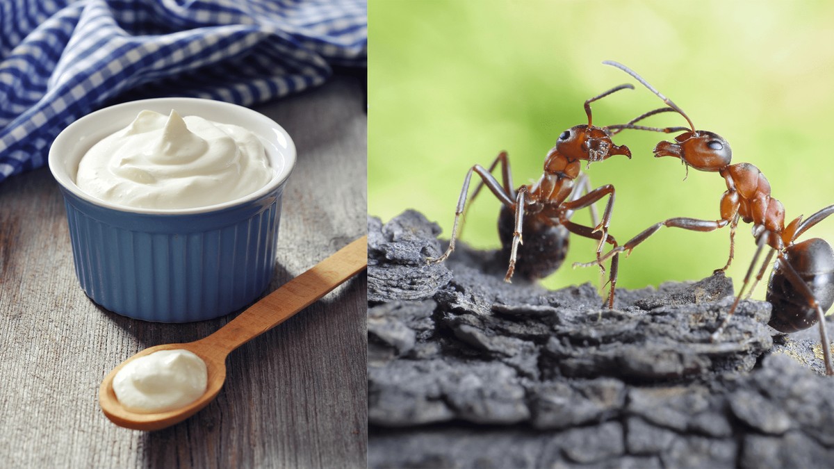 Мравки во јогурт? Заборавената балканска традиција се враќа