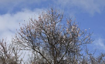 Процветаа бајамите во Горица!