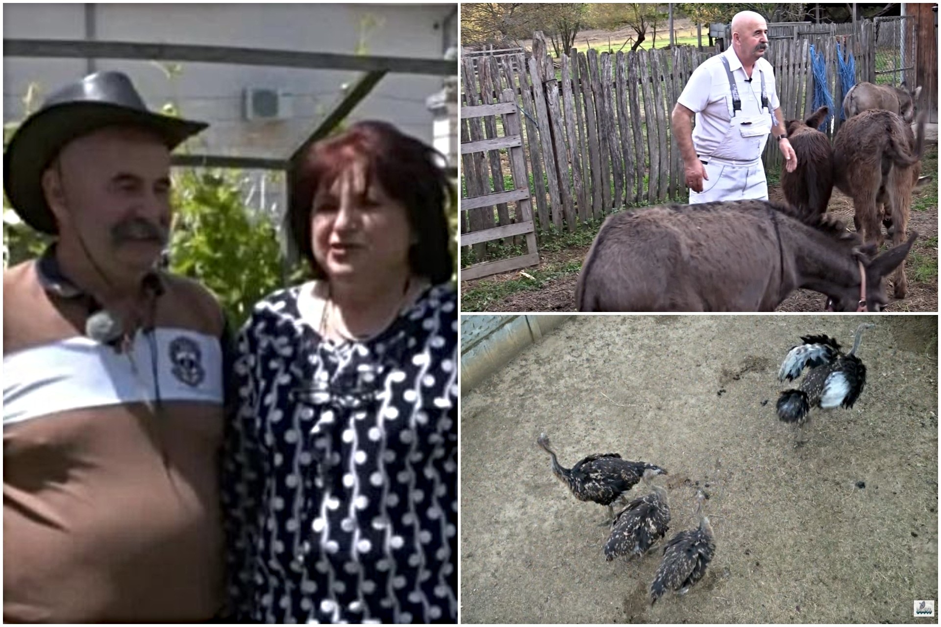 По 37 години во Швајцарија се вратиле во родната земја: Основале необична фарма - јајцето од оваа птица може да нахрани 15 луѓе