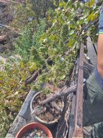 Алиу: На шест фирми им се одземени одобренијата за одгледување канабис за медицински цели