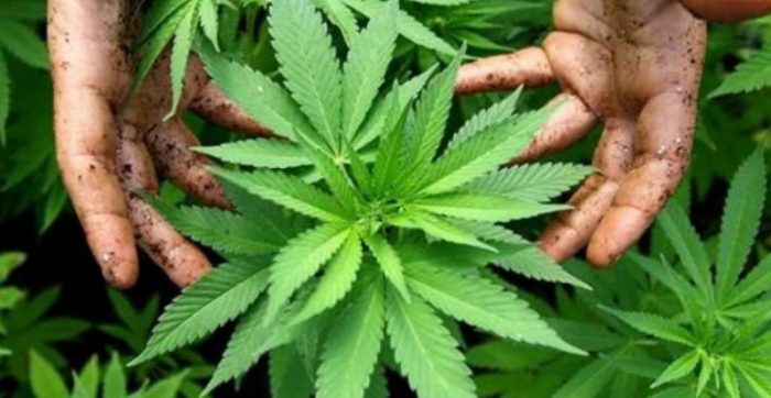 БИХАЌКА ЗАМОЛКНА ЗА МАРИХУАНАТА: Најголема заплена од 18 тони е во Струмица, a со Дубаи немаме договор за екстрадиција