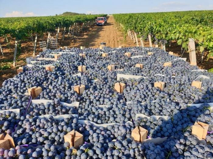 МЗШВ: На 12.458 лозари исплатени им се над 481 милион денари, во пресрет на утрешниот празник Св. Трифун, заштитникот на лозарите