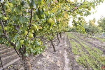 ОВОШТАРИТЕ СЕ ОПАРИЈА: Исплатени се 338.468.141 денари кон 9.567 лица