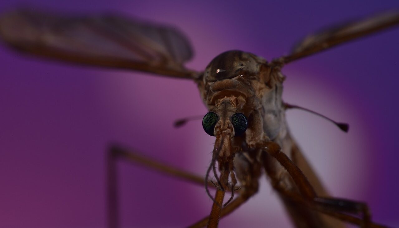 Чикунгуња треската се шири низ Европа, вирусот го пренесуваат комарци поради климатските промени