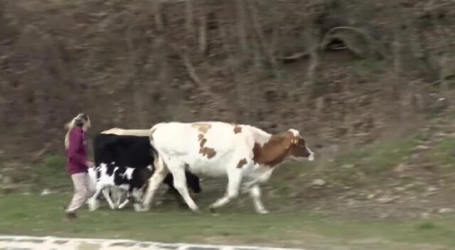 МВР со детали: Уапсена девојката со кравите која ги попречувала инспекторите од АХВ и полицајците