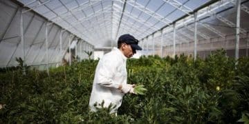 Најмалку 6 од 10 фирми за медицински канабис пред губење лиценци, вели Алиу