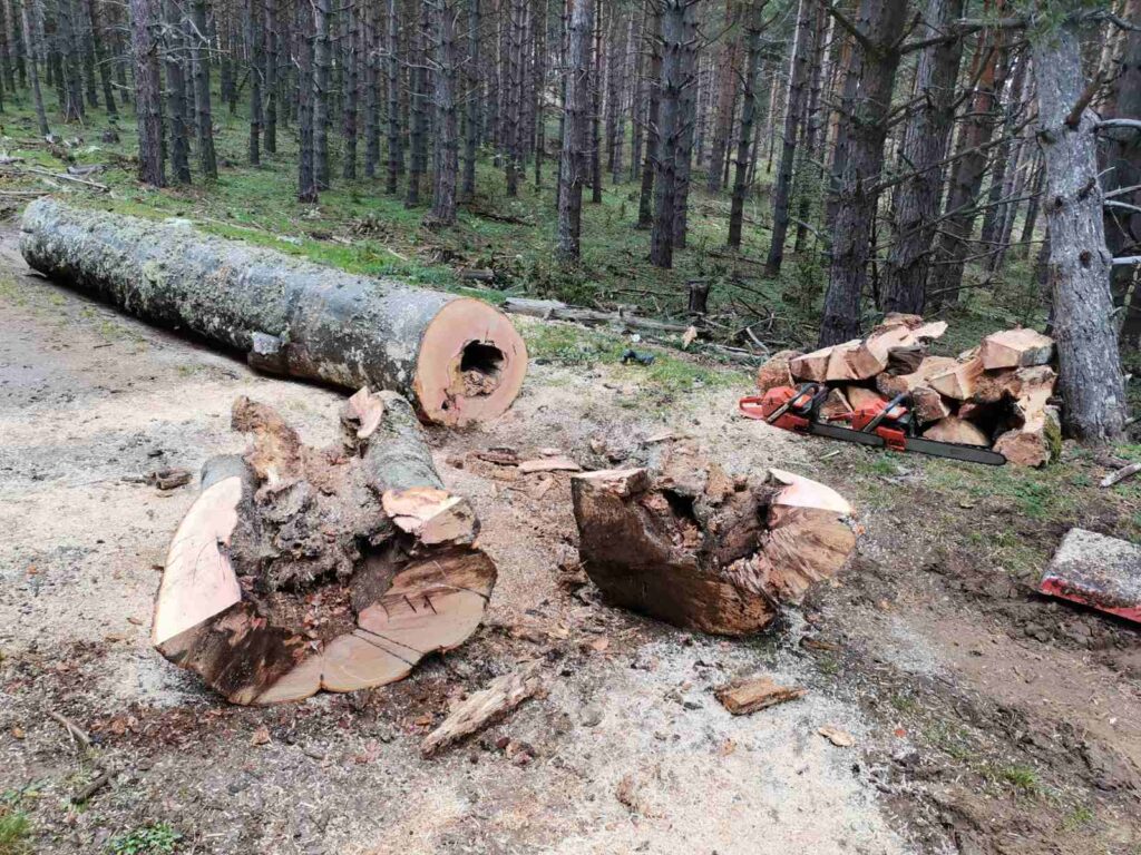 Кривична пријава за повеќемина – незаконска сеча на дрва во Пробиштип