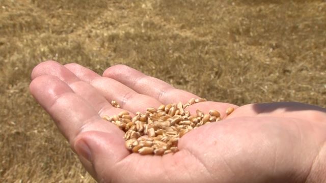 Индија одобри извоз на 2,5 милиони тони пченица