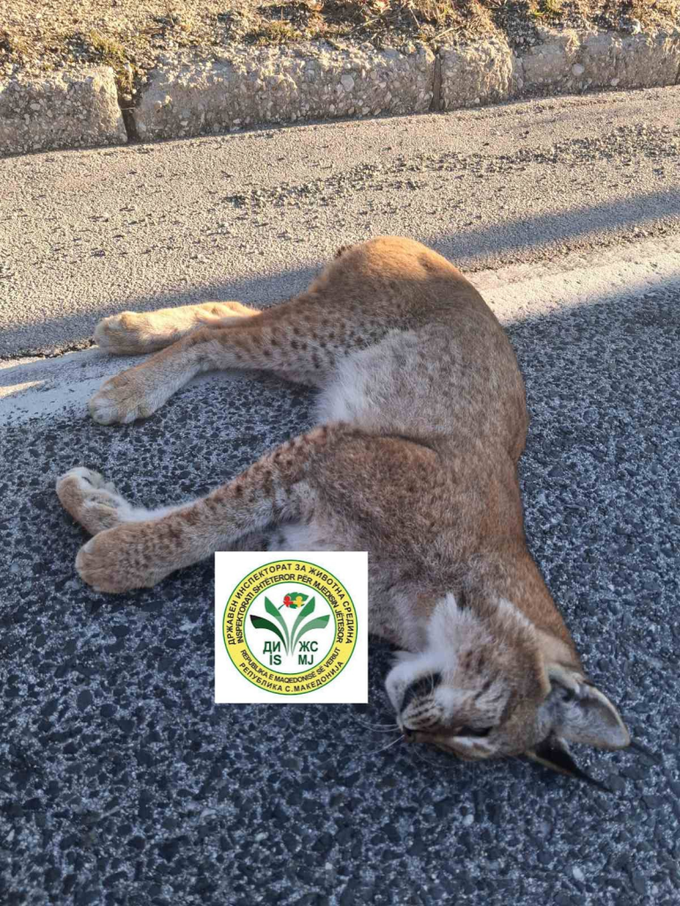 Угинат балкански рис најден на патот Ресен-Охрид