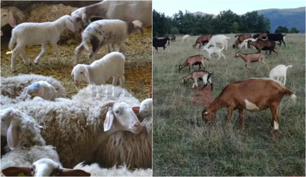 АХВ: Болеста сипаници кај овци и кози е потврдена во четири одгледувалишта, се преземаат засилени контроли