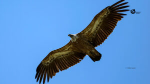 Македонското еколошко друштво почнува проект за обнова на популацијата на белоглавиот мршојадец во Македонија