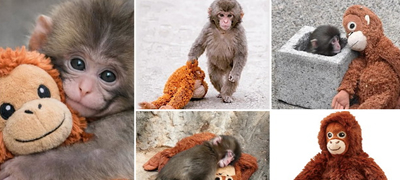 Mајмунче oд Јапонија стана вирален хит со играчката-орангутан од ИКЕА – сега сите такви играчки се распродадени