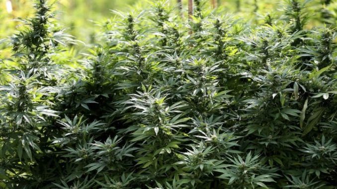 На овие компании им се одземени лиценците за одгледување канабис!