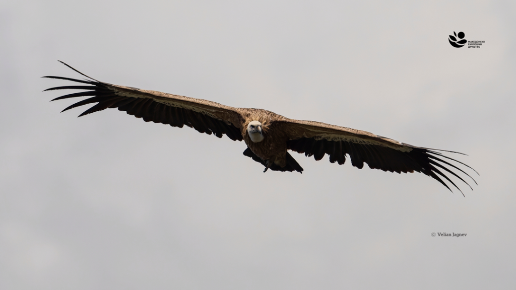 Македонското еколошко друштво започнува нов LIFE проект за обнова на популацијата на белоглавиот мршојадец во Македонија