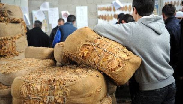 Успешна реколтата на тутунот од 2025