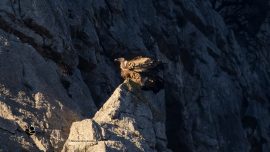 Ќе се зголемува бројот на белоглави мршојадци, 50 единки ќе бидат донесени од Шпанија