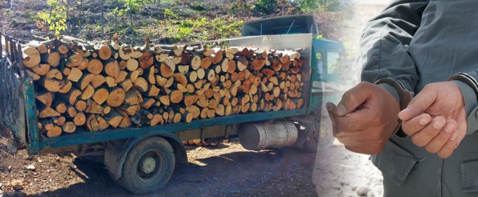 ДОГОВОРИЛЕ СЕЧА НА ДРВА ОД ПРАЗНА НИВА – уапсени измамници, го оштетител буџетот за сума на 780 илјади денари