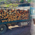 Со лажни исправи организирале сеча и транспорт на дрва – кривична против петмина