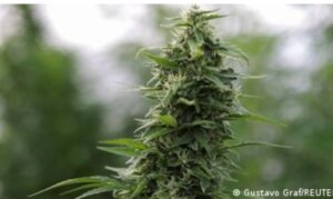 Облак од марихуана над Македонија