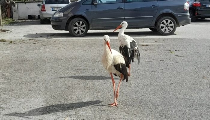 ШТРКОВИ КОИ НЕ СЕ СЕЛАТ ОД МАКЕДОНИЈА: Зимуваат во дворот на Ленче, нивните крилја не може да ги носат со јатата до Африка и назад