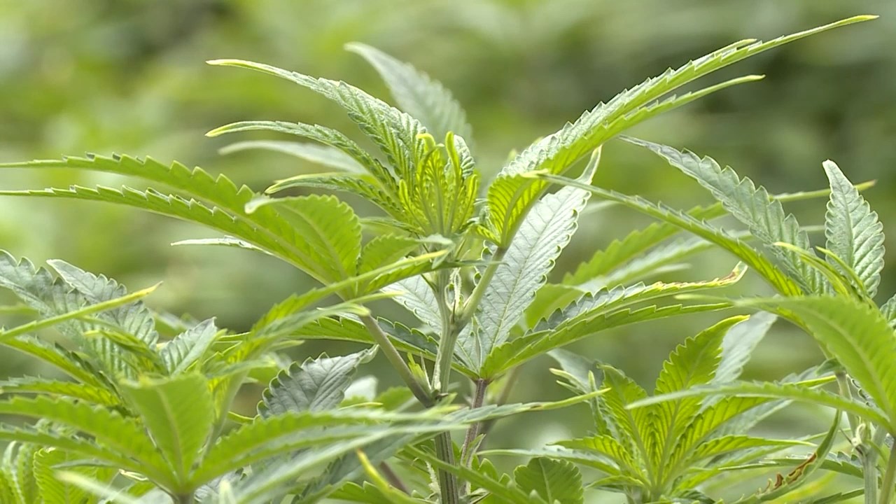 Одземени лиценци на шест фирми за производство на канабис за медицински цели