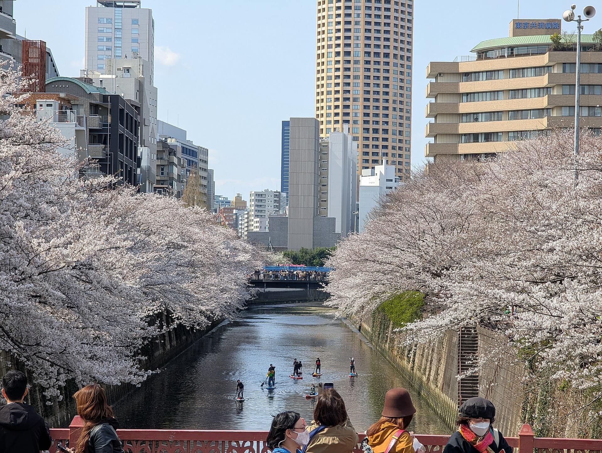 КОГА ПРЕМНОГУ ТУРИСТИ СТАНУВААТ ПРОБЛЕМ: На Јапонците им е доста – откажан фестивалот на црешовиот цут