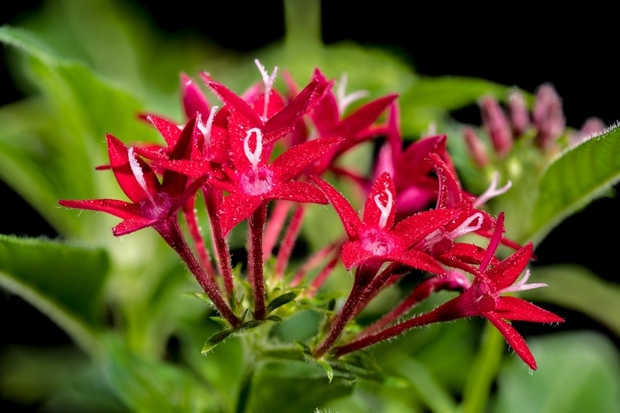 Цвеќе кое ја претвора градината во експлозија од бои – а бара минимална грижа