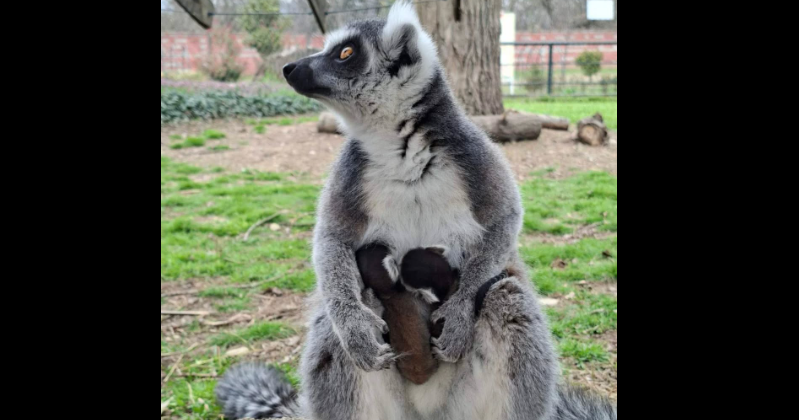 Во ЗОО Скопје се родија две преслатки близначиња лемури