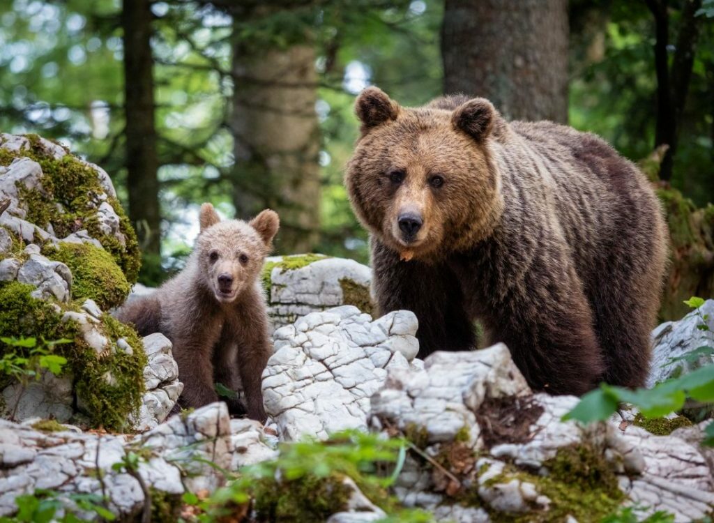 Денеска е светски ден на мечката – кај нас има само еден вид