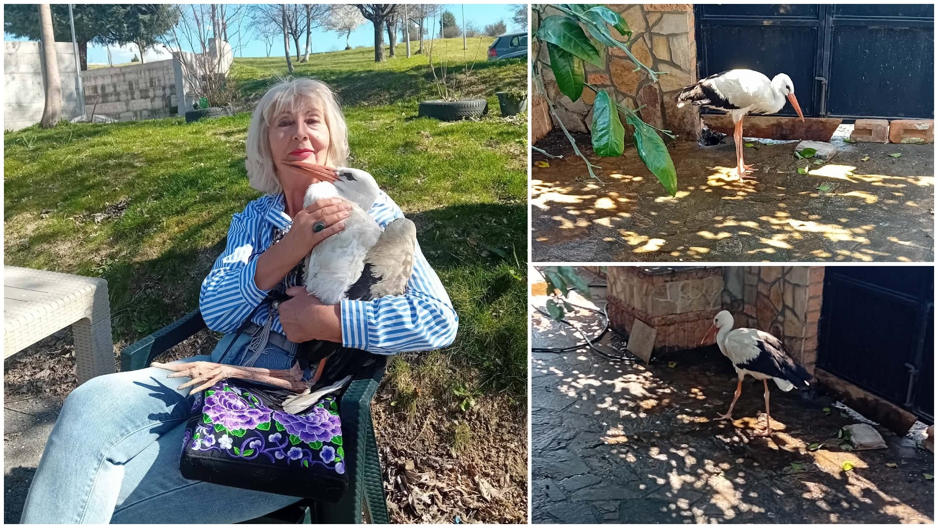 По Мишко, Ленче вдоми нов штрк: Симе од Неготино е нејзиниот нов пердувест пријател