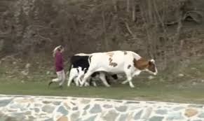 Шест крави од Крива Паланка залутале во Бугарија, локалниот проблем стана меѓународен