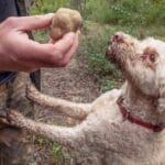 Куче, шума и среќа: новата формула за заработка