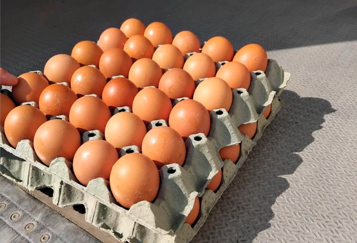 Запленети 40 тони јајца на Табановце