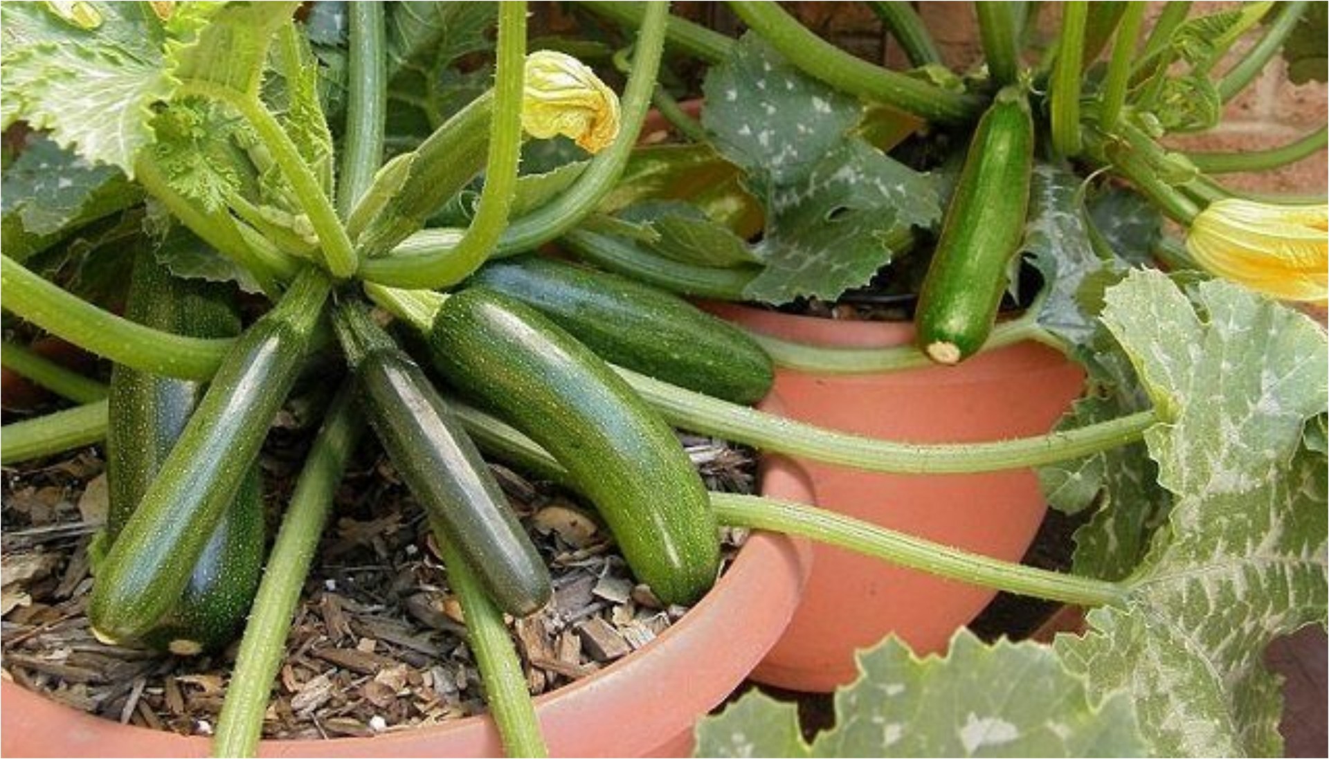 5 чекори како да посадите тиквички во саксија кои ќе ви дадат богат плод и на тераса