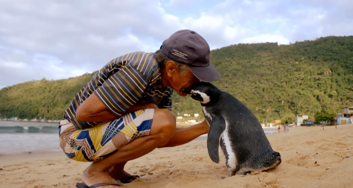 Најслатката приказна досега: Пингвин плива илјадници километри секоја година од прекрасна причина