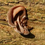 Јудината печурка има облик на уво