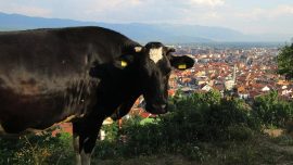 Воловите во потрага по азил, медиумите во потрага по кликови