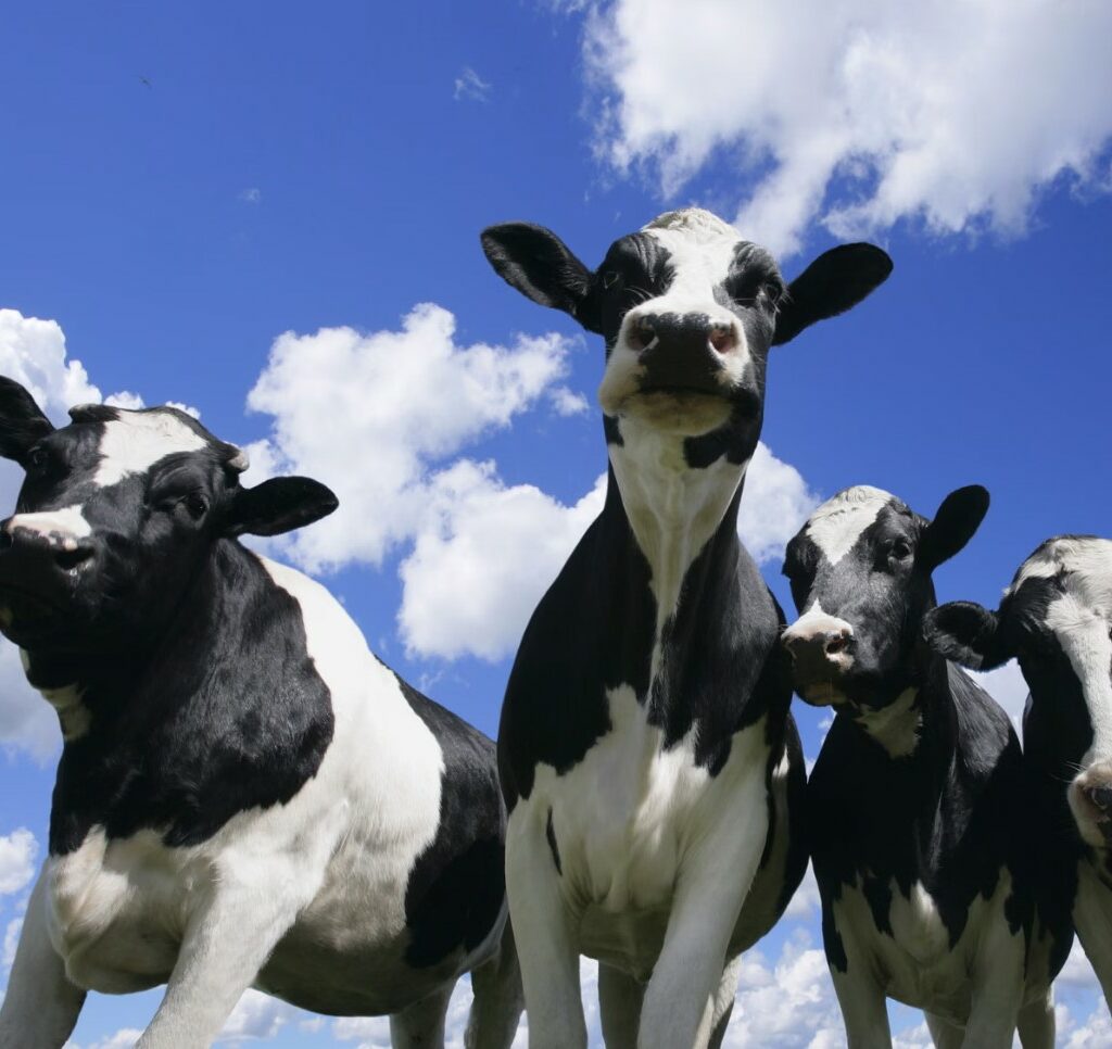 Шест македонски волови ја преминаа бугарската граница кај Ѓуешево и станаа проблем