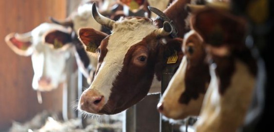 Шест волови од Македонија „пребегаа“ во Бугарија: Институциите одлучуваат за нивната судбина