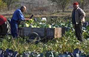 Ќе има зголемување на цените на земјоделските производи