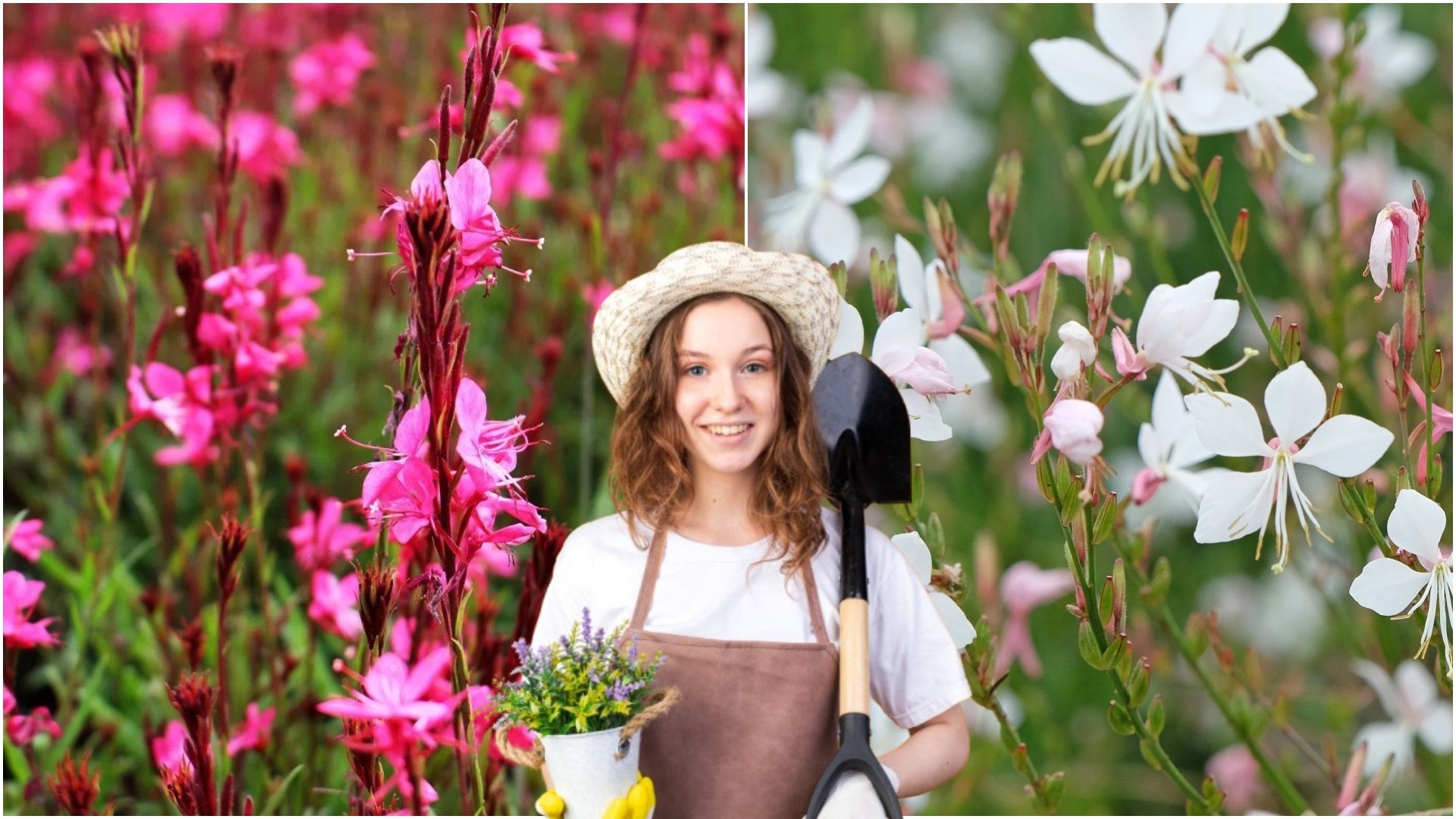 Со инвестиција од 5.000, ќе добиете 125.000 денари: Ова цвеќе ви носи сериозна заработка