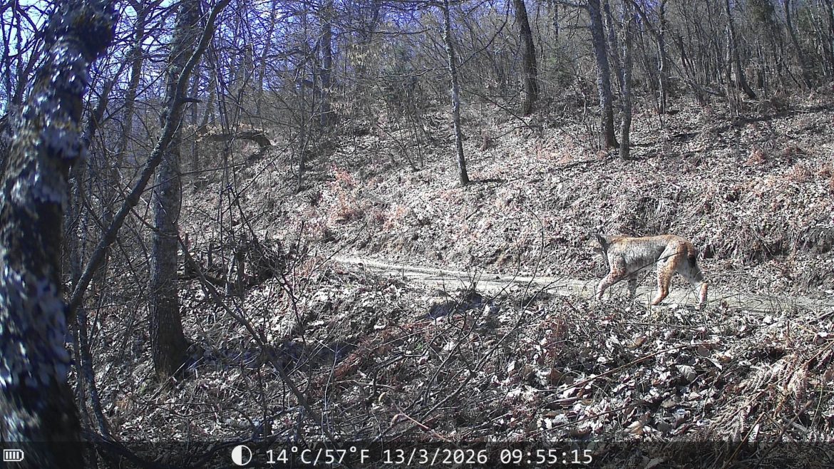 Регистрирани две нови единки балкански рис на Шар Планина
