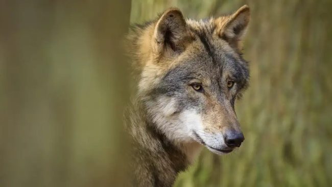 ВОЛК КАСНА ЖЕНА ВО ШОПИНГ УЛИЦА ВО ХАМБУРГ